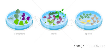 3D Isometric Flat Conceptual Illustration of Microgreen, Herb And Sprouts, Growing Seeds 3D Isometric Flat Conceptual Illustration of Microgreen, Herb And Sprouts, Growing Seeds 111182926