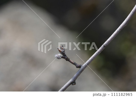 Snowy mespilus 111182965