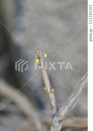 Yellow trumpet vine Yellow trumpet vine 111183101