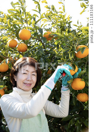 ミカンの収穫をする日本人の女性、 111183166