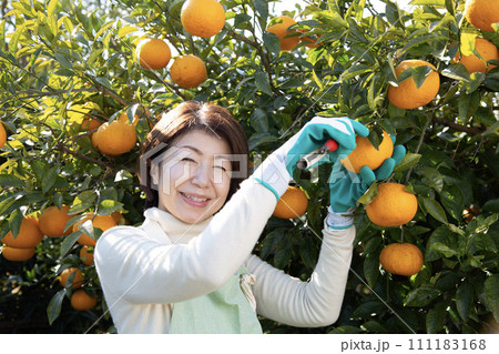 ミカンの収穫をする日本人の女性、 111183168