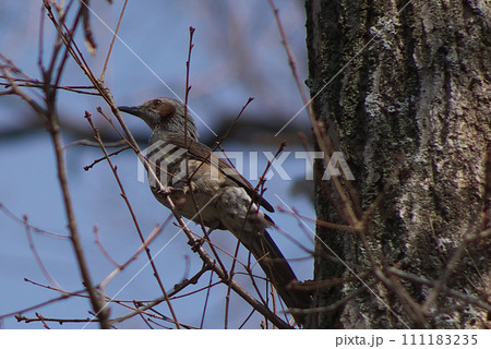 木の枝にとまるヒヨドリ 111183235
