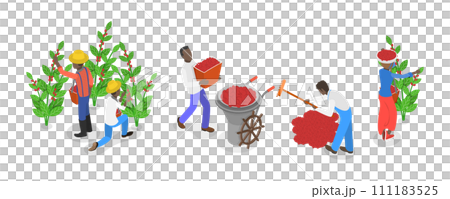 3D Isometric Flat  Conceptual Illustration of Coffee Plantation, Picking Harvesting Ripe Berries 111183525