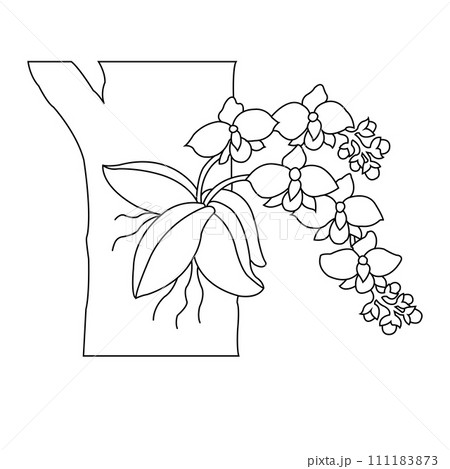 Orchid flower icon 111183873