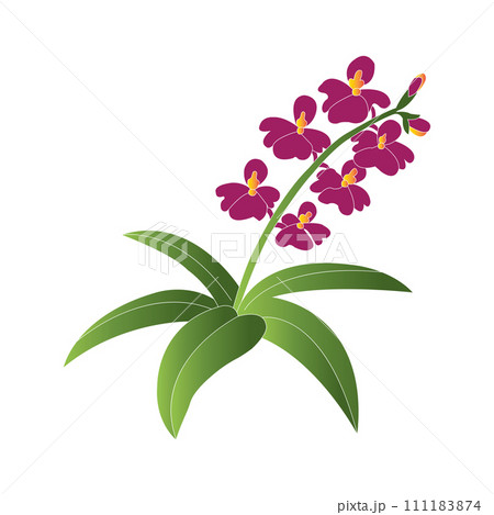 Orchid flower icon 111183874