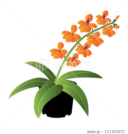 Orchid flower icon 111183875