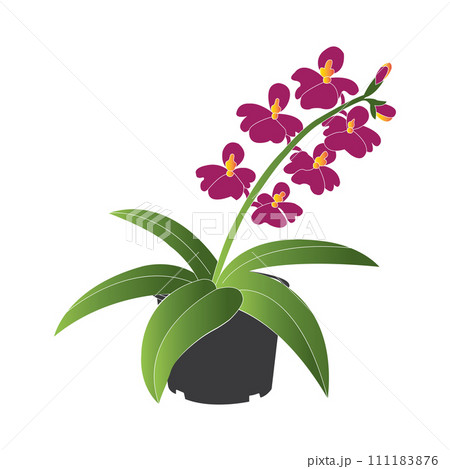 Orchid flower icon 111183876