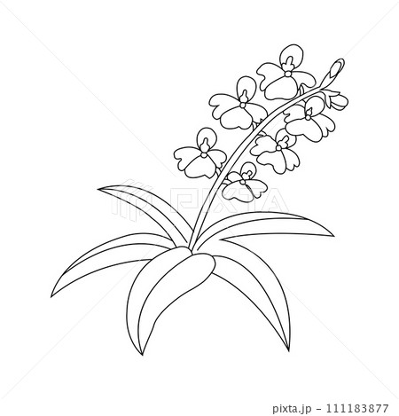 Orchid flower icon 111183877