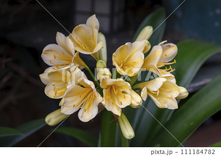 A Yellow Clivia flower growing in a domestic garden 111184782