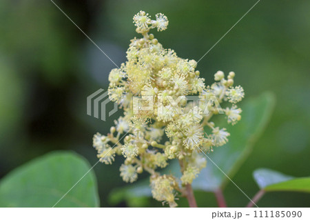 初夏の森に咲くアカメガシワの花 初夏の森に咲くアカメガシワの花 111185090