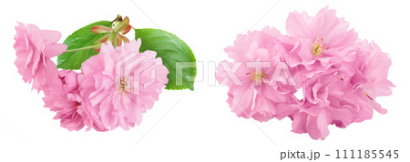 Sakura flower cherry blossom isolated on white background with full depth of field Sakura flower cherry blossom isolated on white background with full depth of field 111185545