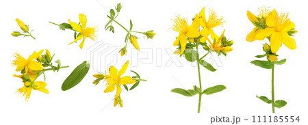 saint john's wort or Hypericum flowers isolated on white background. Top view. Flat lay 111185554