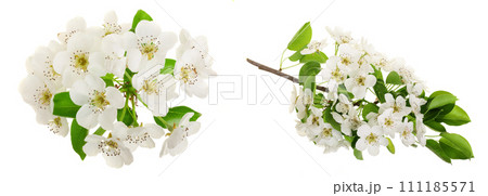 Branch with pear flowers isolated on white background. Top view. Flat lay 111185571