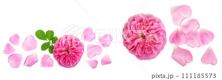 wild rose blooming flower isolated on a white background with copy space for your text. Top view. Flat lay pattern 111185573