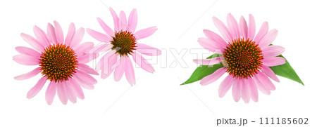 Coneflower or Echinacea purpurea isolated on white background, Top view. Flat lay. 111185602