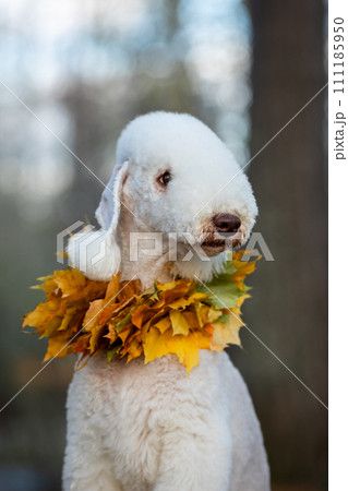 Autumn portrait of a young Bedlington Terrier decorated with a maple leaf collar Autumn portrait of a young Bedlington Terrier decorated with a maple leaf collar 111185950