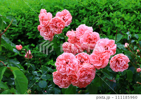 ピンク色のバラの花が咲き誇る美しい花園 111185960