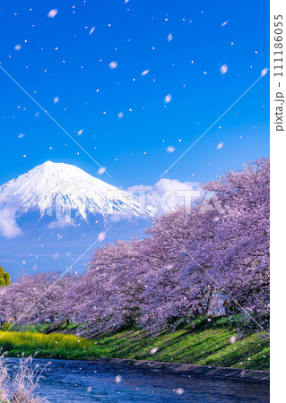 【桜吹雪素材】静岡県富士市の潤井川の桜・龍巌淵の桜吹雪【静岡県】 【桜吹雪素材】静岡県富士市の潤井川の桜・龍巌淵の桜吹雪【静岡県】 111186055