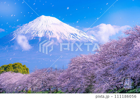 【桜吹雪素材】静岡県富士市の潤井川の桜・龍巌淵の桜吹雪【静岡県】 【桜吹雪素材】静岡県富士市の潤井川の桜・龍巌淵の桜吹雪【静岡県】 111186056