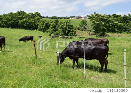 牛の放牧 月山高原牧場 山形県 111186369