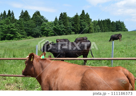 牛の放牧 月山高原牧場 山形県 111186373
