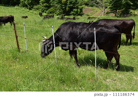 牛の放牧 月山高原牧場 山形県 111186374