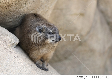 岩陰から出てきたケープハイラックス 111187648