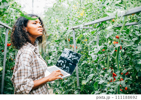 Farmers examine organic tomato quality in a greenhouse; woman notes on laptop. Her smiling portrait shows expertise innovative farming and dedication to growth care. Farmers examine organic tomato quality in a greenhouse; woman notes on laptop. Her smiling portrait shows expertise innovative farming and dedication to growth care. 111188692
