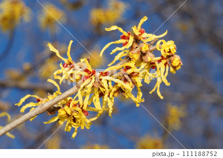 マンサクの花 111188752