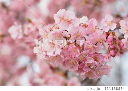 河津桜 河津桜 111188874