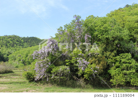 ヤマフジ　山藤　高原　神鍋　（兵庫県） 111189004