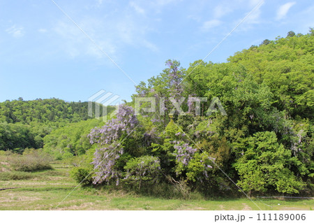 ヤマフジ 山藤 高原 神鍋 (兵庫県) ヤマフジ 山藤 高原 神鍋 (兵庫県) 111189006