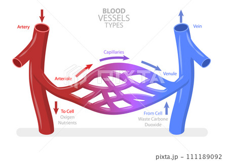 3D Isometric Flat  Conceptual Illustration of Blood Vessels Types 111189092