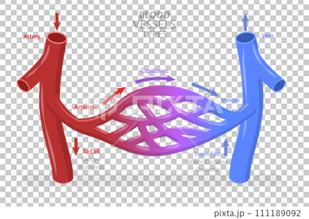 3D Isometric Flat  Conceptual Illustration of Blood Vessels Types 111189092