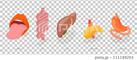 3D Isometric Flat Conceptual Illustration of Digestive System Anatomy 3D Isometric Flat Conceptual Illustration of Digestive System Anatomy 111189203