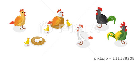 3D Isometric Flat Set of Chickens 3D Isometric Flat Set of Chickens 111189209