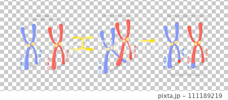 3D Isometric Flat Conceptual Illustration of Crossing Over Chromosomes 3D Isometric Flat Conceptual Illustration of Crossing Over Chromosomes 111189219