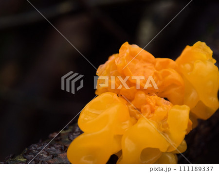 1月に樹の幹に生えたコガネニカワタケ 1月に樹の幹に生えたコガネニカワタケ 111189337