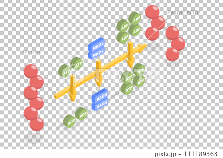 3D Isometric Flat  Conceptual Illustration of Glycolysis 111189363