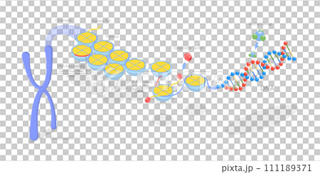 3D Isometric Flat Conceptual Illustration of Epigenetic Mechanisms 3D Isometric Flat Conceptual Illustration of Epigenetic Mechanisms 111189371
