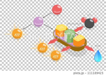 3D Isometric Flat Conceptual Illustration of Aerobic Respiration 3D Isometric Flat Conceptual Illustration of Aerobic Respiration 111189423