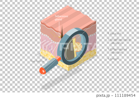 3D Isometric Flat Conceptual Illustration of Sebaceous Gland 3D Isometric Flat Conceptual Illustration of Sebaceous Gland 111189454