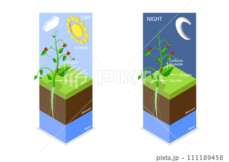 3D Isometric Flat  Conceptual Illustration of Photosynthesis 111189458