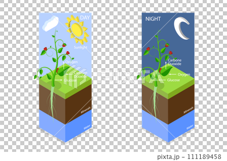3D Isometric Flat  Conceptual Illustration of Photosynthesis 111189458