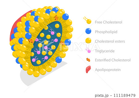 3D Isometric Flat Conceptual Illustration of Chylomicron Structure 3D Isometric Flat Conceptual Illustration of Chylomicron Structure 111189479