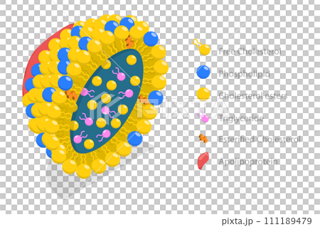 3D Isometric Flat  Conceptual Illustration of Chylomicron Structure 111189479