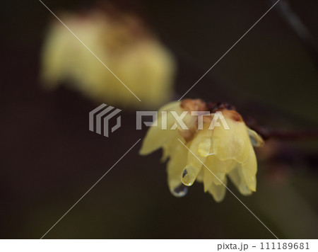 1月に咲いた黄色い蝋梅（ロウバイ）の花 111189681