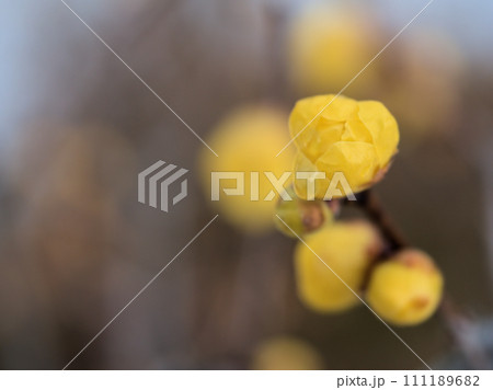 1月に咲いた黄色い蝋梅（ロウバイ）の花 111189682