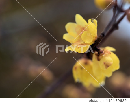 1月に咲いた黄色い蝋梅(ロウバイ)の花 1月に咲いた黄色い蝋梅(ロウバイ)の花 111189683