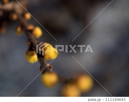 1月に膨らんだ黄色い蝋梅(ロウバイ)のつぼみ 1月に膨らんだ黄色い蝋梅(ロウバイ)のつぼみ 111189685